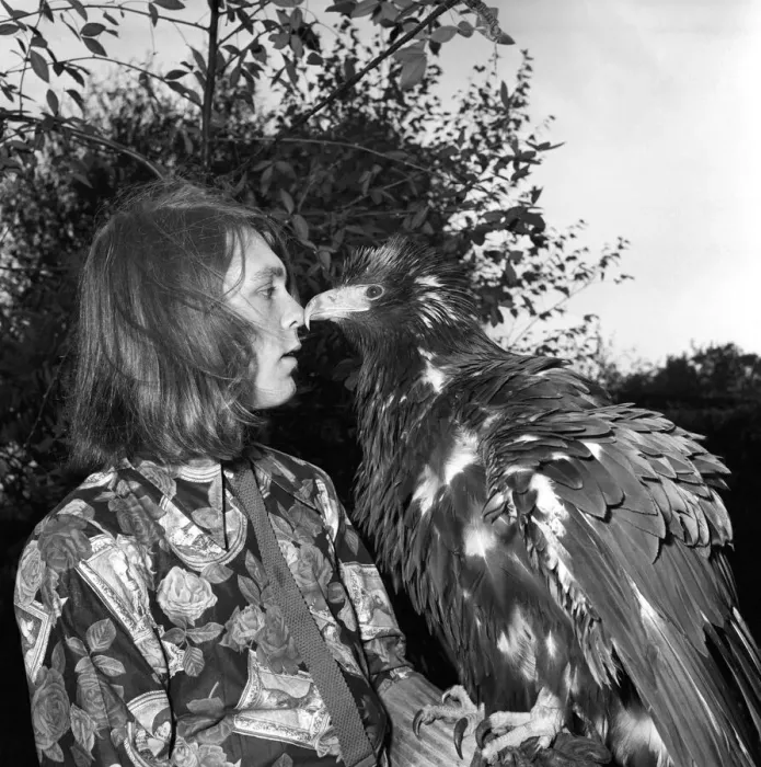 Framed Print : David Fox seen here taking his pet Golden Eagle for a walk around the local neighbourhood