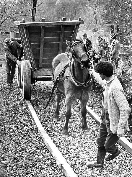 Dawn, the horse shows a certain reluctance to pull the replica 18th Century horse drawn