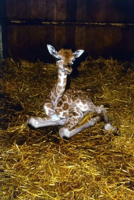 Framed Print : One day old baby Giraffe at Longleat Safari park One of first surviving giraffe Framed Print : One day old baby Giraffe at Longleat Safari park One of first surviving giraffe