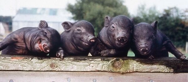 Ten day old Vietnamese Pot Bellied pigs seen here at the Brickfields centre Isle of Wight