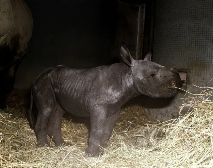 Framed Print : Two days old baby rhinoceros Kes at London Zoo September 1978 Framed Print : Two days old baby rhinoceros Kes at London Zoo September 1978