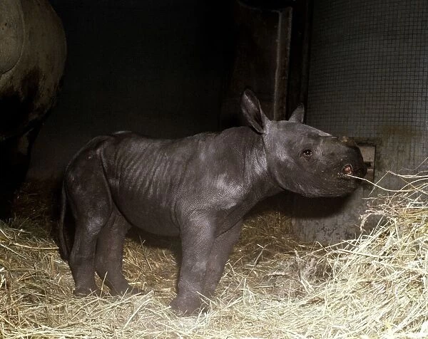 Two days old baby rhinoceros Kes at London Zoo September 1978