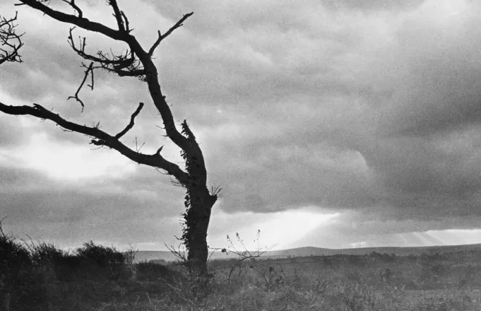 Framed Print : A dead tree is silhouetted against the suns rays on heath land Framed Print : A dead tree is silhouetted against the suns rays on heath land