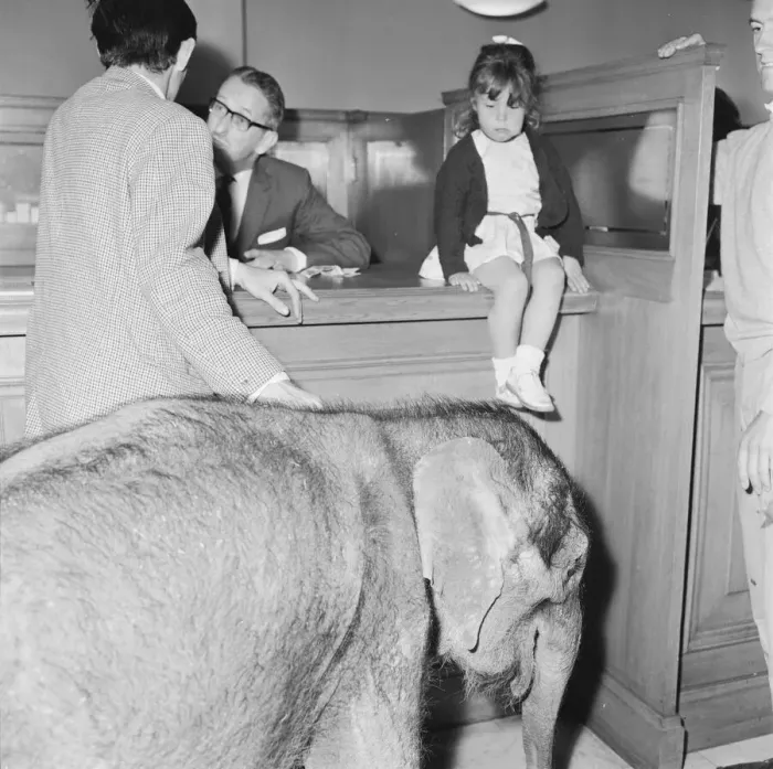 Framed Print : Debbie Gibb seen here with father Ian and Emily the baby elephat at Martins bank Framed Print : Debbie Gibb seen here with father Ian and Emily the baby elephat at Martins bank