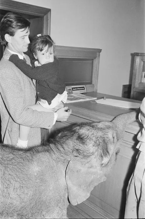 Framed Print : Debbie Gibb seen here with father Ian and Emily the baby elephat at Martins bank Framed Print : Debbie Gibb seen here with father Ian and Emily the baby elephat at Martins bank