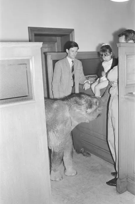 Framed Print : Debbie Gibb seen here with father Ian and Emily the baby elephat at Martins bank