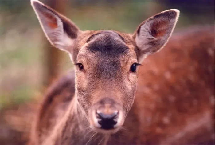 Framed Print : A deer Framed Print : A deer