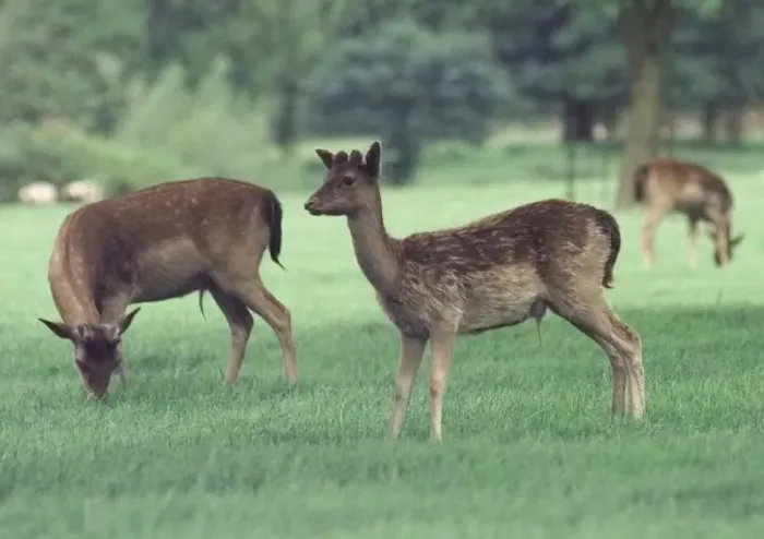 : Deer grazing at Charlecote Park, Warwickshire : Deer grazing at Charlecote Park, Warwickshire