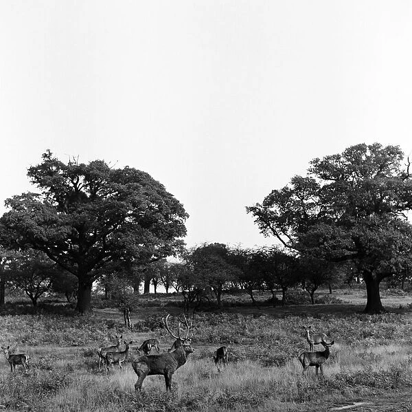Deer in Richmond Park, London. 28th October 1952