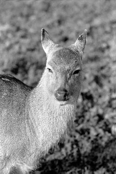 Deer at Whipsnade Zoo. December 1974 74-7583-005