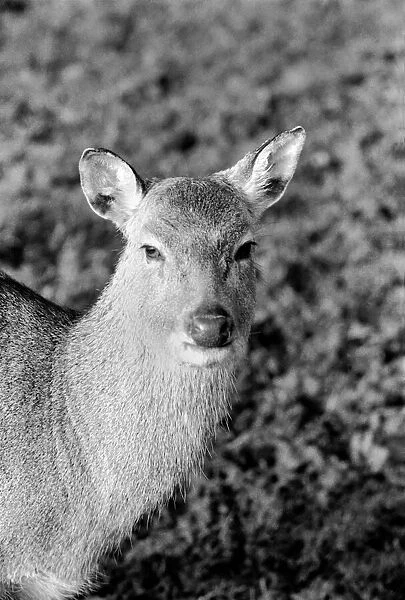 Deer at Whipsnade Zoo. December 1974 74-7583-006