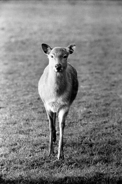 Deer at Whipsnade Zoo. December 1974 74-7583