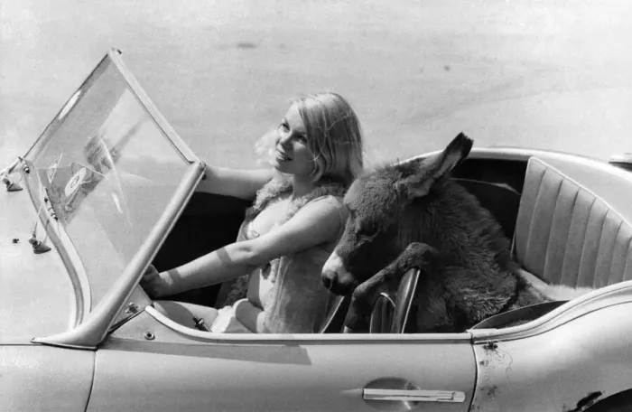 Framed Print : Deidre Baker sits out in the car with baby donkey Charlie. August 1969 P011880 Framed Print : Deidre Baker sits out in the car with baby donkey Charlie. August 1969 P011880