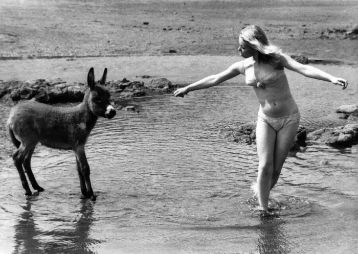 Framed Print : Deidre Baker tries to coax reluctant baby donkey Charlie into the sea at Scarborough Framed Print : Deidre Baker tries to coax reluctant baby donkey Charlie into the sea at Scarborough