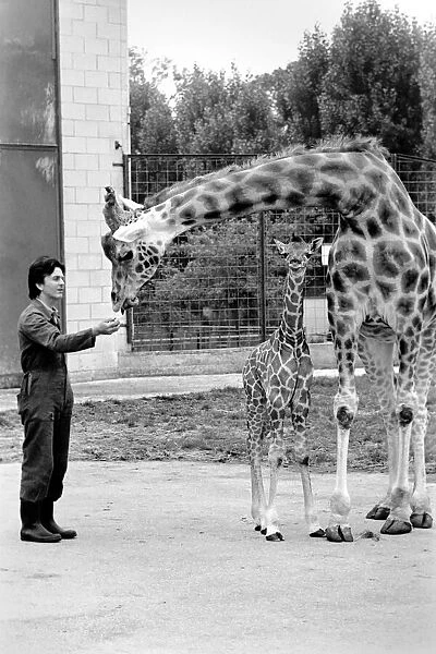 Delilah and baby giraffe seen here at Chessington Zoo with their Zoo Keeper
