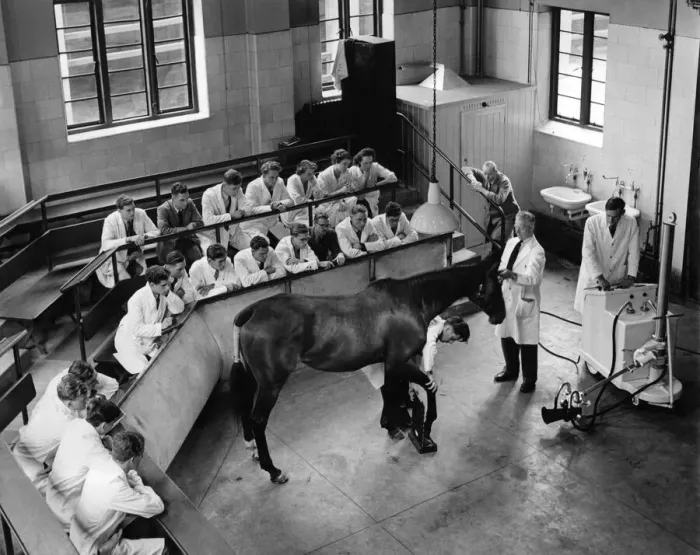 Framed Print : In the demonstration theatre at the Royal Veterinary College, Royal College St. N. W Framed Print : In the demonstration theatre at the Royal Veterinary College, Royal College St. N. W