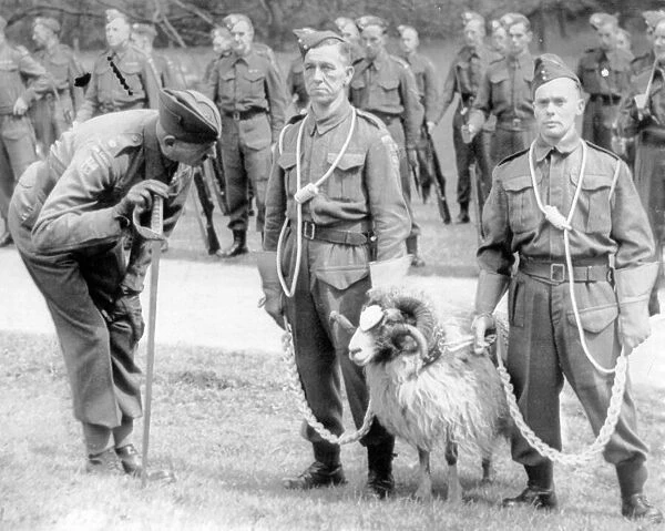 A Derby Ram resplendent in the uniform of the mascot of the 1st Battalion Sherwood