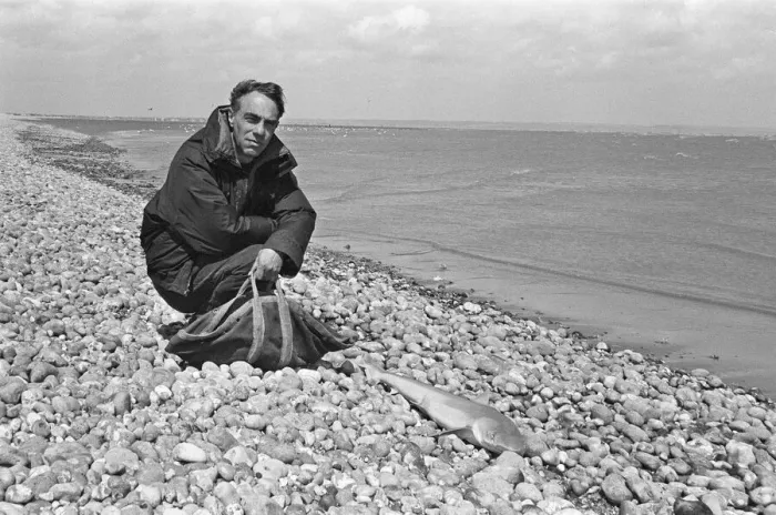 Framed Print : Derek Jarman, English film director, stage designer, diarist, artist, gardener Framed Print : Derek Jarman, English film director, stage designer, diarist, artist, gardener