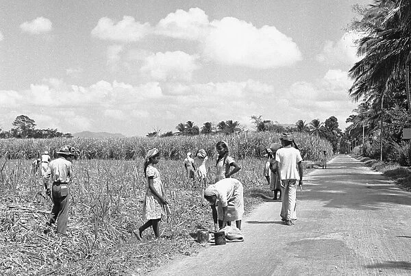 Descendants of indentured East Indian labourers working in the sugar cane fields in