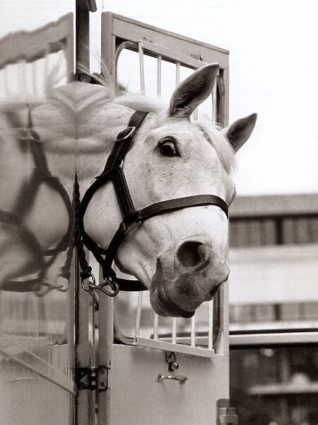 Desert Orchid Racehorse - December 1992 sticking his head out of his travelling box