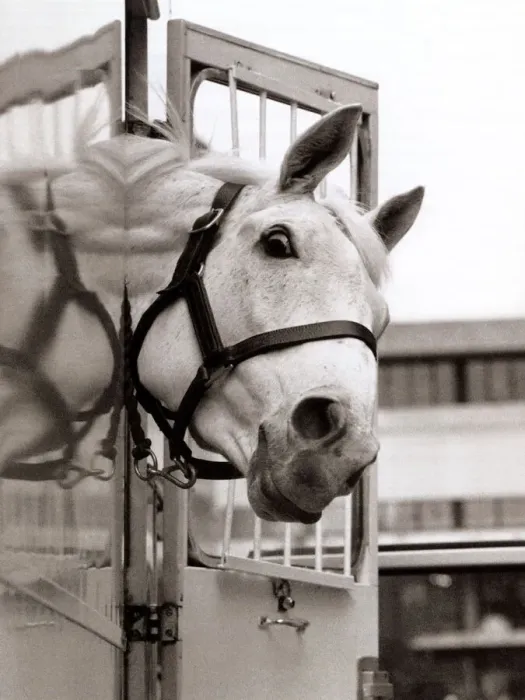 Framed Print : Desert Orchid Racehorse - December 1992 sticking his head out of his travelling box Framed Print : Desert Orchid Racehorse - December 1992 sticking his head out of his travelling box