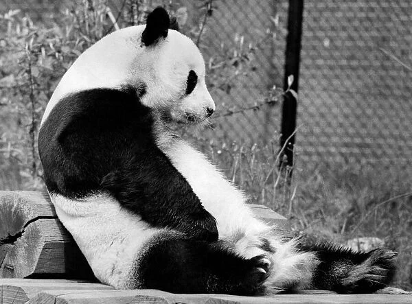 A despondent and tired An-An the panda settles down for a nap on his logs