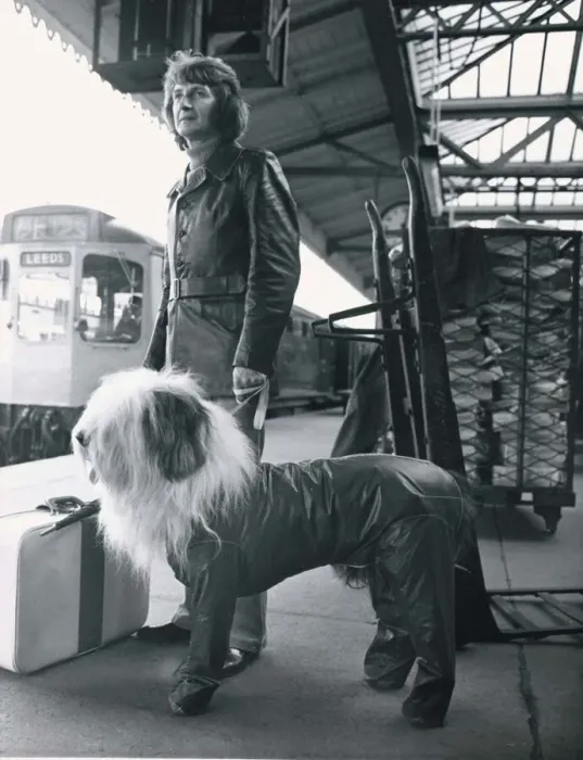 Framed Print : Digby the Dulux paint dog has his own special top coat when travelling with his owner Framed Print : Digby the Dulux paint dog has his own special top coat when travelling with his owner