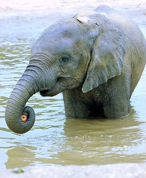 Dilberta one of London Zoos Indian elephant takes to water to keep cool im