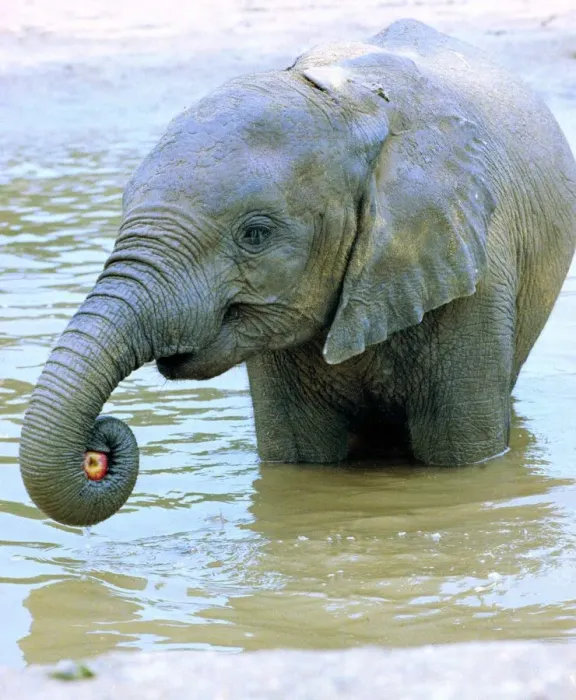 Framed Print : Dilberta one of London Zoos Indian elephant takes to water to keep cool im Framed Print : Dilberta one of London Zoos Indian elephant takes to water to keep cool im