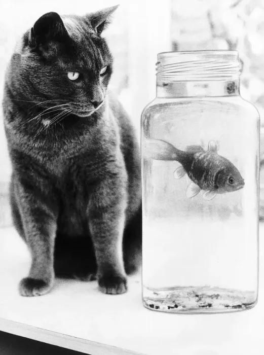 Framed Print : Dinky the cat is a champion angler who has brought home 15 fish after raids