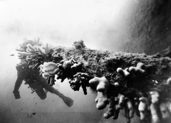 Framed Print : A diver studies the fungus covered gun of the British battleship HMS Royal Oak which was Framed Print : A diver studies the fungus covered gun of the British battleship HMS Royal Oak which was