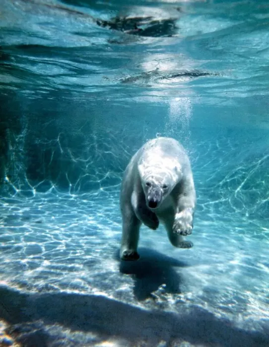 Framed Print : Diving polar bear at London Zoo under water in the water June 1969