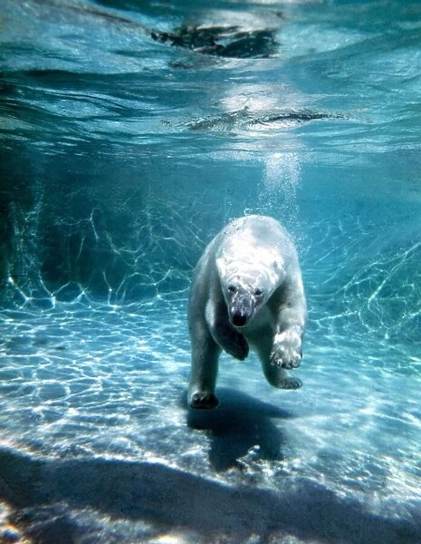Diving polar bear at London Zoo under water in the water June 1969