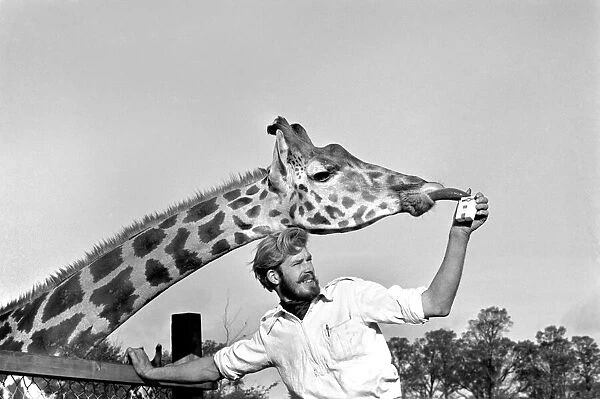 Dixie Congdon (25) of Barry, Wales, the 6ft 5in. Keeper of Plymouth Zoos 24 giraffes