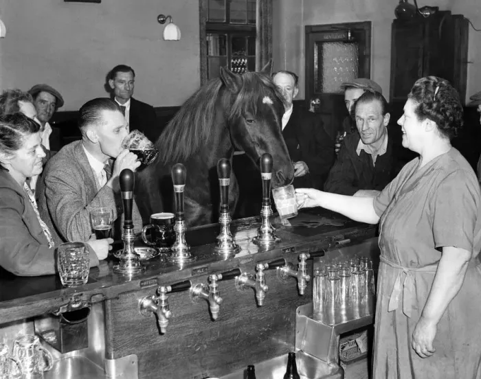 Framed Print : Dixie the performing pony has a drink with the locals at the pub