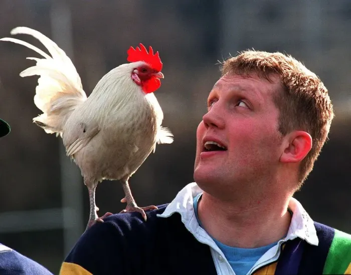 Framed Print : DODDIE WEIR Scottish rugby player with cockerel on shoulder February 1998 Framed Print : DODDIE WEIR Scottish rugby player with cockerel on shoulder February 1998