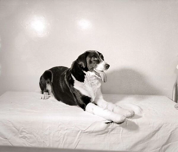 Dog with bandaged paw sitting on bed with tongue hanging out, 1956