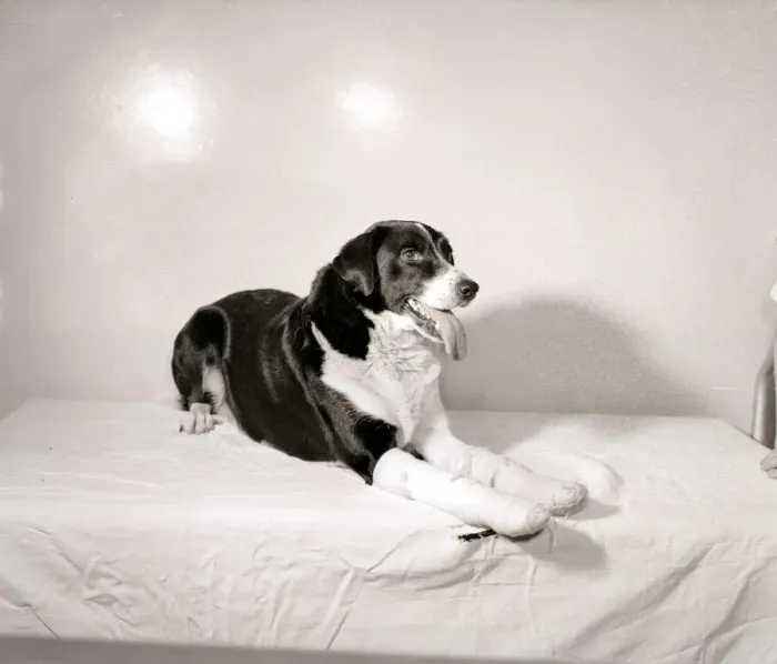 Framed Print : Dog with bandaged paw sitting on bed with tongue hanging out, 1956 Framed Print : Dog with bandaged paw sitting on bed with tongue hanging out, 1956
