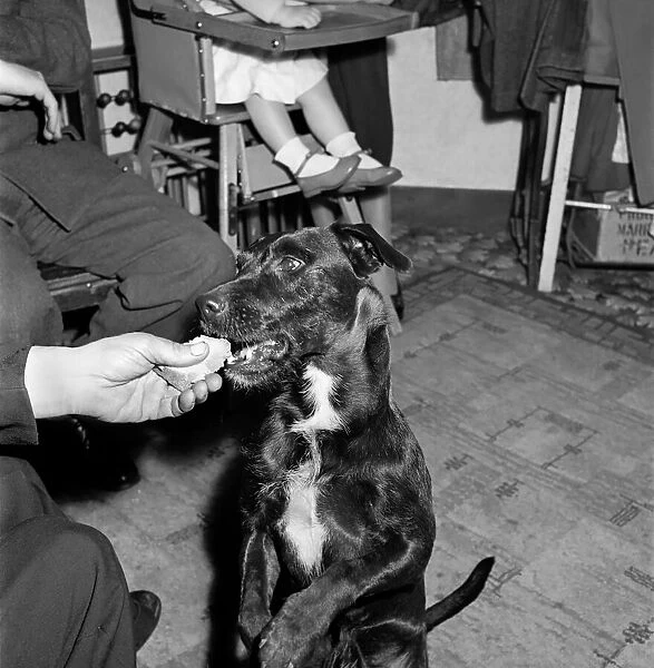 Dog begging for treat. 1950 A1c