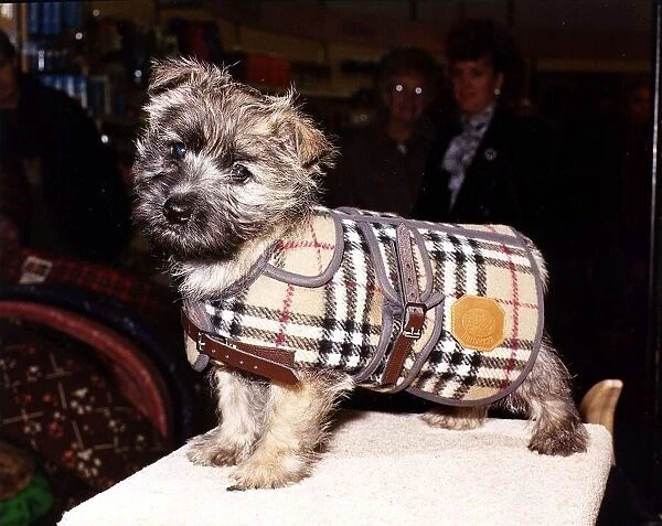 Dog in Burberry coat for £43 circa 1995
