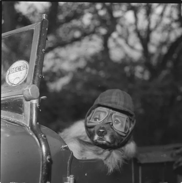 Framed Print : dog in car dog wearing goggles The joys of the open road clearly aren