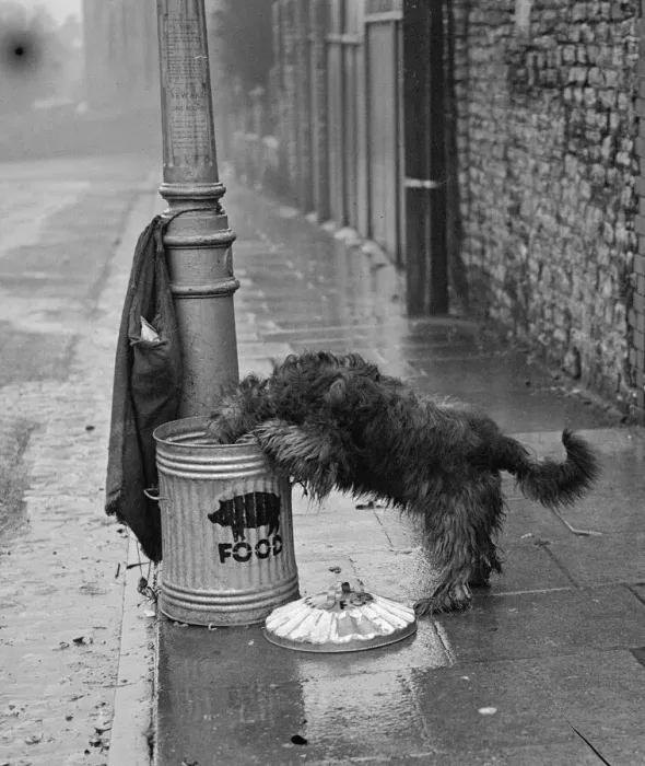 Framed Print : Dog carrying pig food to pig bin Framed Print : Dog carrying pig food to pig bin
