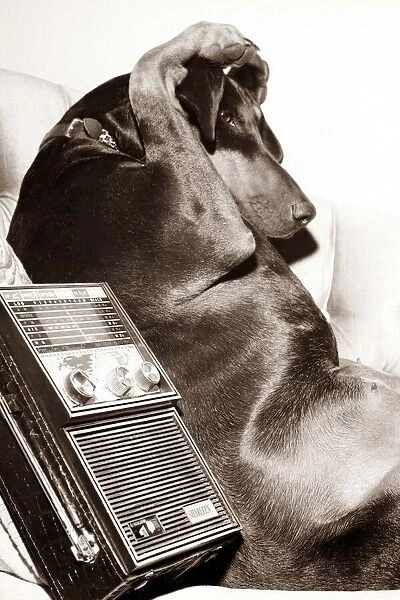 Dog covering his ears as he listens to some bad music on the radio