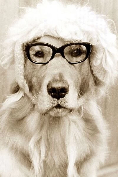 Dog dressed up in glasses and a wig