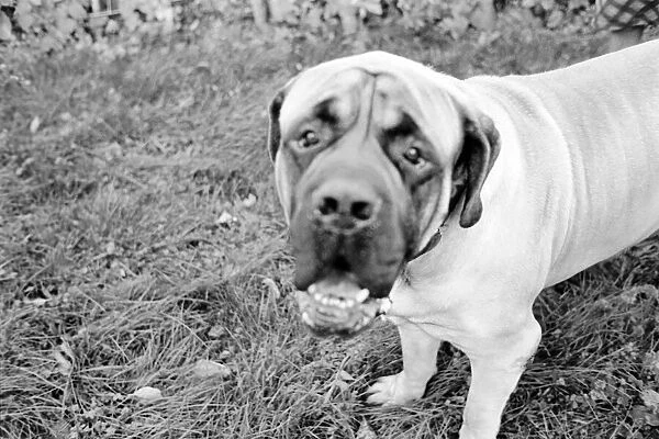 Dog expressions: Mastiff dog. 1965 C130-004