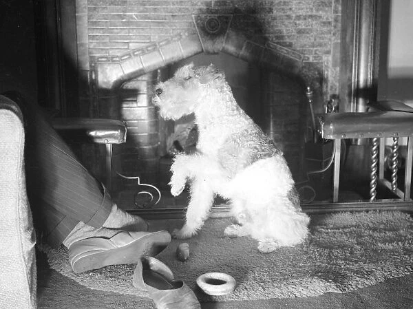 A dog at a fire side Fire Place circa 1940