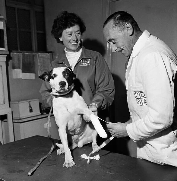 A dog having its injuries treated by the PDSA. It was picked up by a policeman