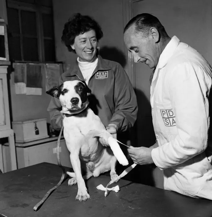 Framed Print : A dog having its injuries treated by the PDSA. It was picked up by a policeman Framed Print : A dog having its injuries treated by the PDSA. It was picked up by a policeman