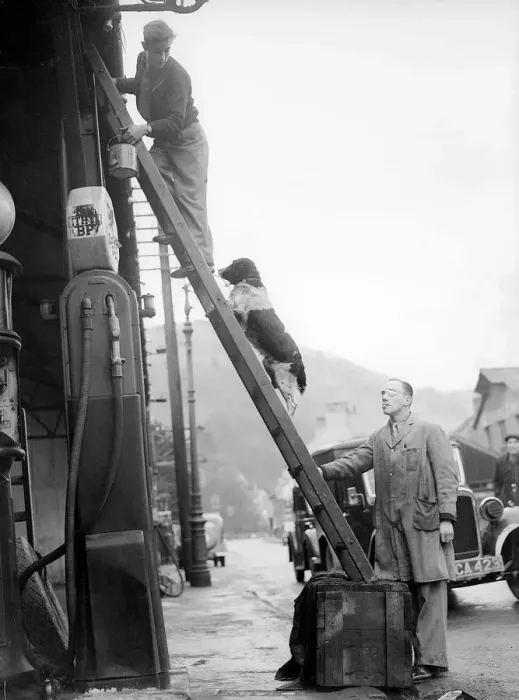 Framed Print : Dog helps his master up a ladder at a petrol station Animals dogs Mans Best Framed Print : Dog helps his master up a ladder at a petrol station Animals dogs Mans Best