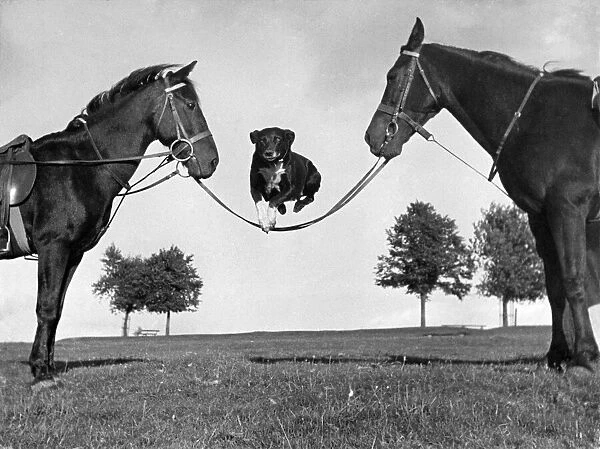 Dog jumps horses reigns in field 29th September 1941. Local Caption P002218